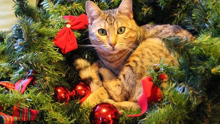 Новогодние Фото Котов Новогодние Фото Котов