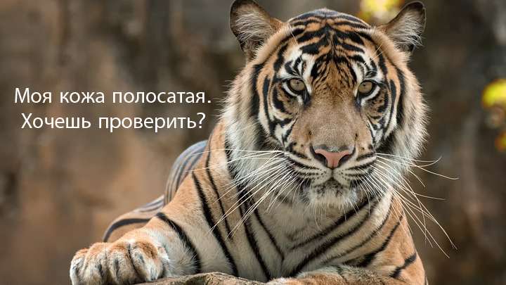 Стоковые фотографии по запросу Кожа тигра