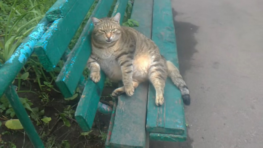 В Бийске умер популярный в интернете толстый кот Степан