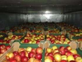 На курском рынке обнаружили польские яблоки