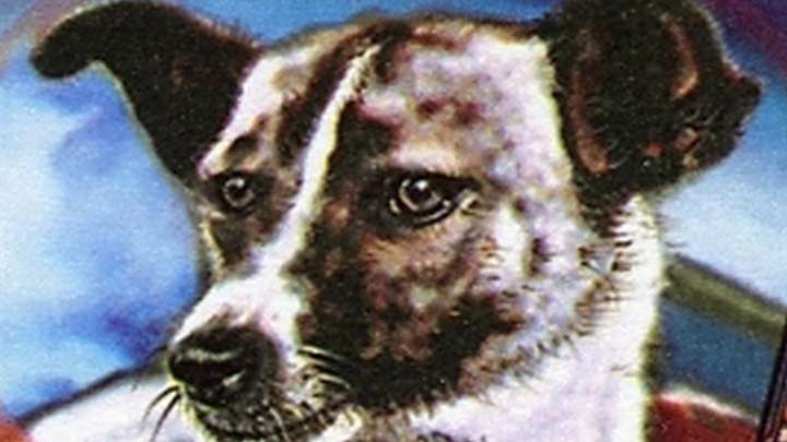 60 лет полету собаки Лайки — Первая в космосе
