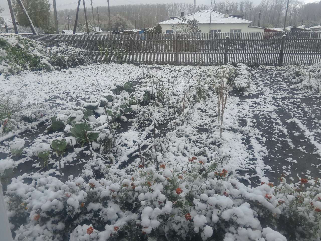 В крае выпал снег. На Алтае выпал снег. Снег на Алтае сейчас. Алейск первый снег. Где в Алтайском крае выпал снег сегодня.
