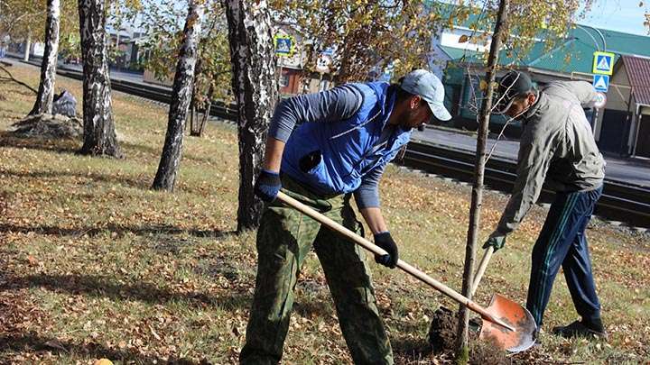 Яблони и рябины появятся на аллее по ул. Аванесова в Барнауле Фото №1