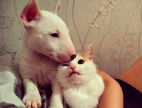 Котенок, живущий с собаками, перенял их повадки Фото №2