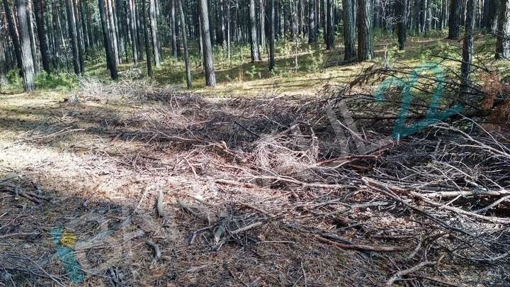 Барнаулец убрал за собой свалку недалеко от Лыжни здоровья Фото №1