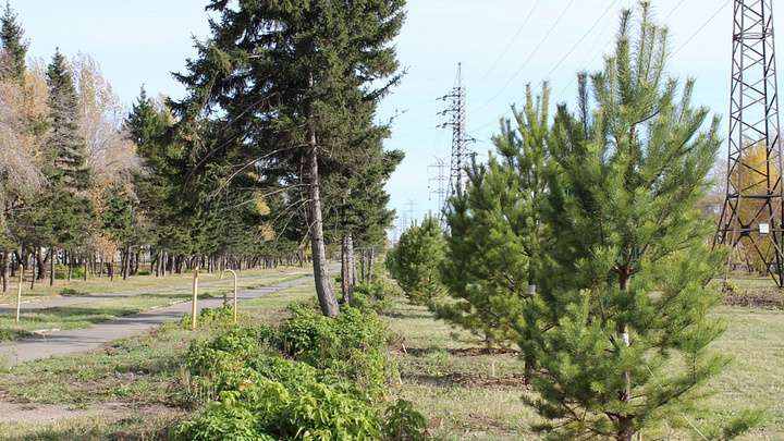 500 новых деревьев высадят до конца ноября в Барнауле Фото №1