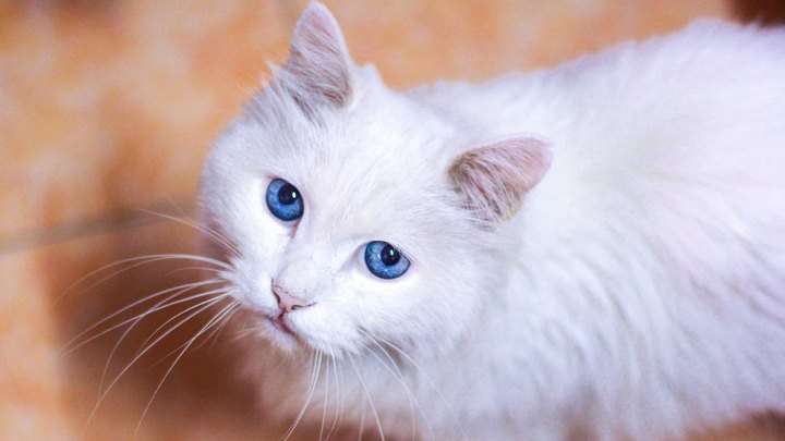 5 самых красивых кошек, которых продают в Барнауле Фото №1