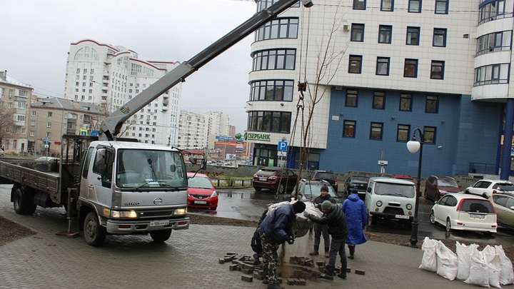В новом сквере Барнаула высаживают можжевельник Фото №1