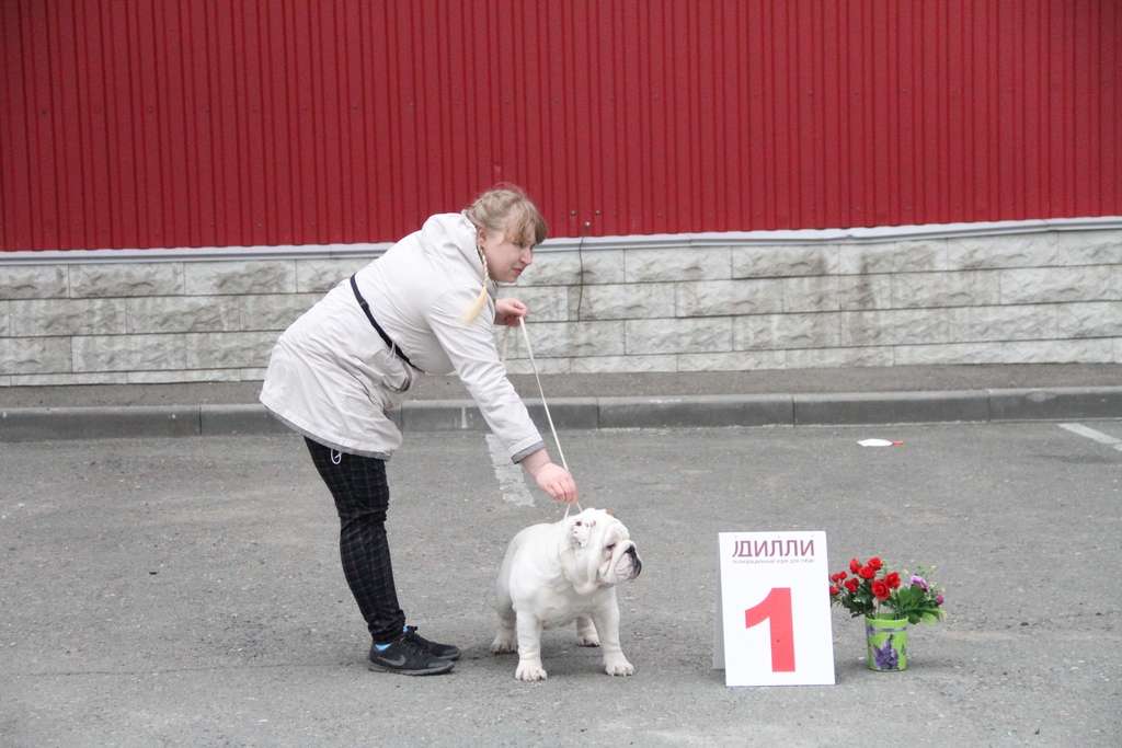 Выставка собак иваново. Выставка собак Барнаул. Выставка собак в Барнауле 2022. Тележка для выставок собак. Судьи на собачьих выставках Барнаул.
