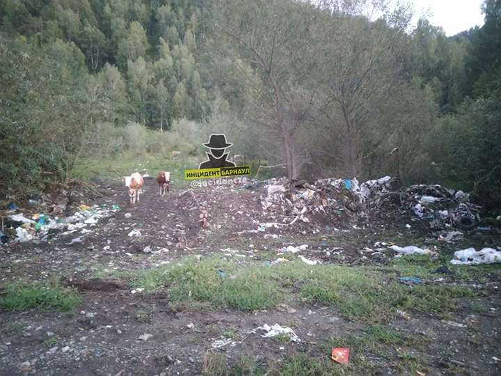 На природе в горах Алтая нашли огромные груды мусора Фото №3