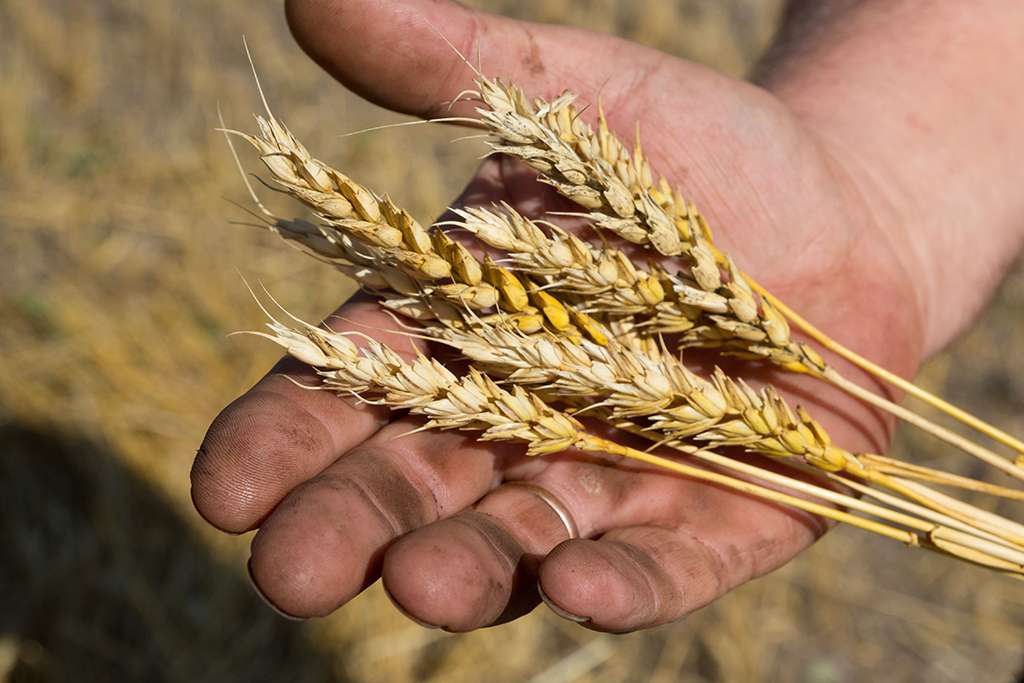 Алтайское пшеничное. Сорт пшеницы для Алтайского края и партия.