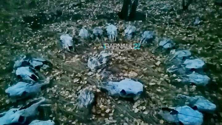 Загадочный круг из черепов нашли в барнаульской роще Фото №1