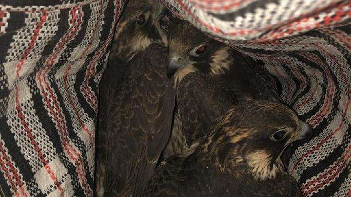 Жители Алтая пытались вывезти за границу шесть сапсанов Фото №1