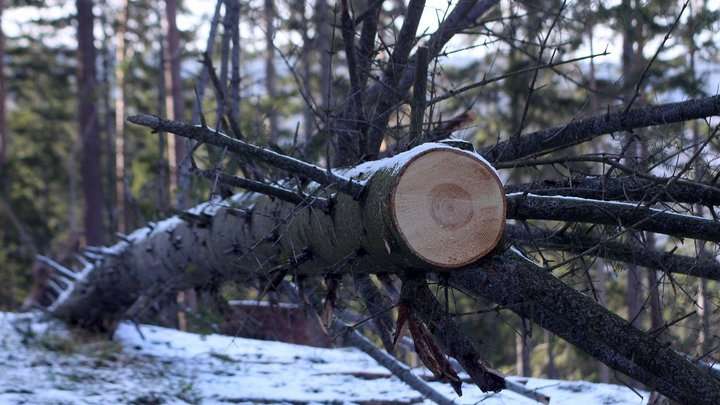Вынесен приговор за вырубку леса двум алтайским экс-руководителям Фото №1