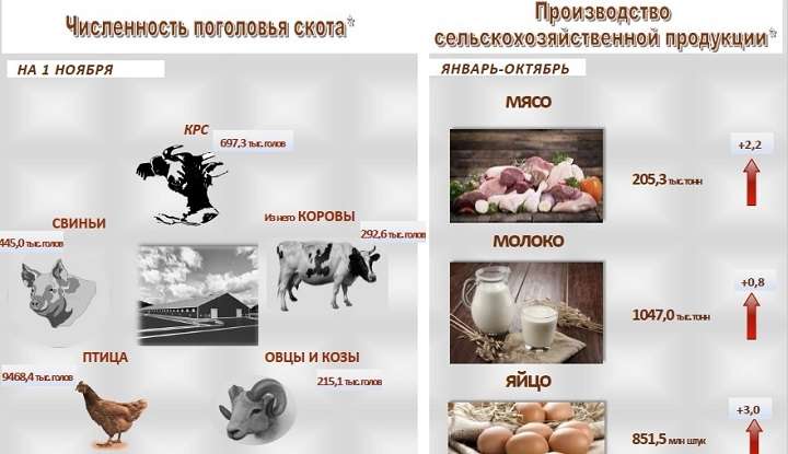 Более 851 млн яиц произведено в Алтайском крае с начала года Фото №1
