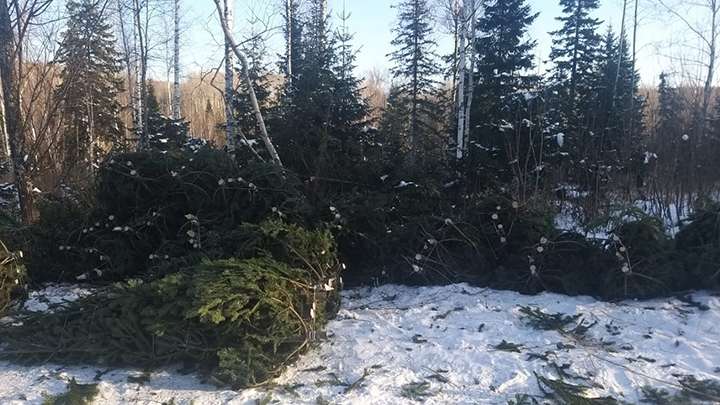 Преступники нарубили в алтайских лесах новогодних ёлок почти на 2 млн рублей Фото №1