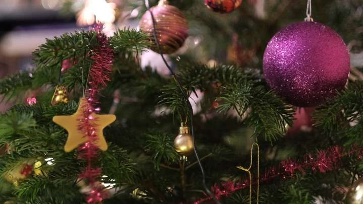 В Барнауле пройдет акция по утилизации новогодних елок Фото №1