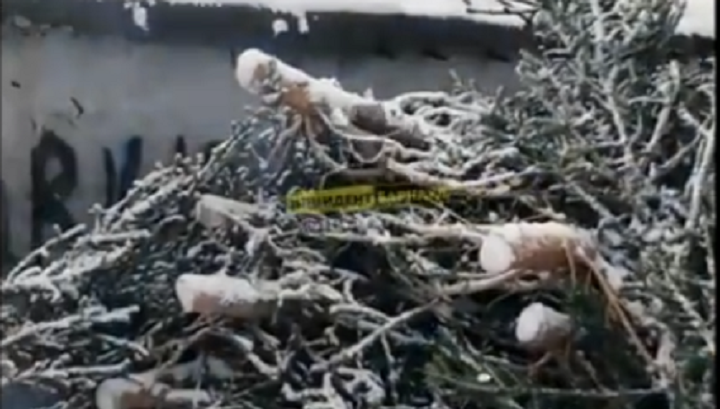 Так не доставайся же ты никому! Барнаульцы обсуждают в соцсетях свалку елок Фото №1