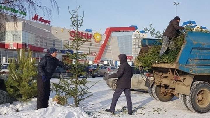 Рассказываем, где и когда можно сдать новогодние елки в Барнауле Фото №1