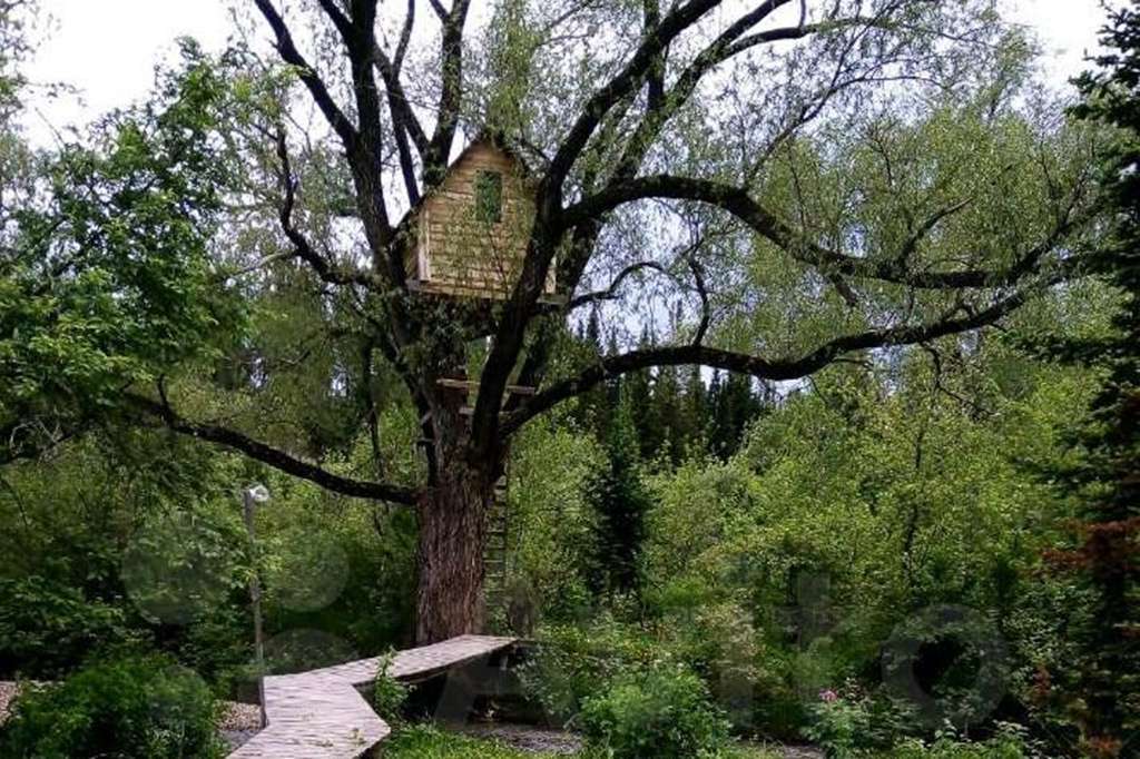 На Алтае сдают усадьбу с домиком на дереве и мотособакой Фото №1