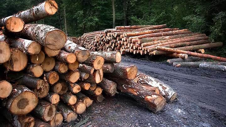 Замминистру природных ресурсов Алтайского края немного ужесточили приговор Фото №1