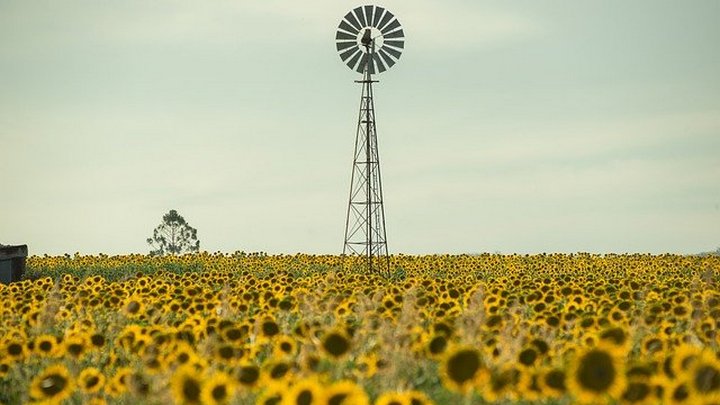 Пилотный цифровой метеосервис создаётся для алтайских аграриев Фото №1