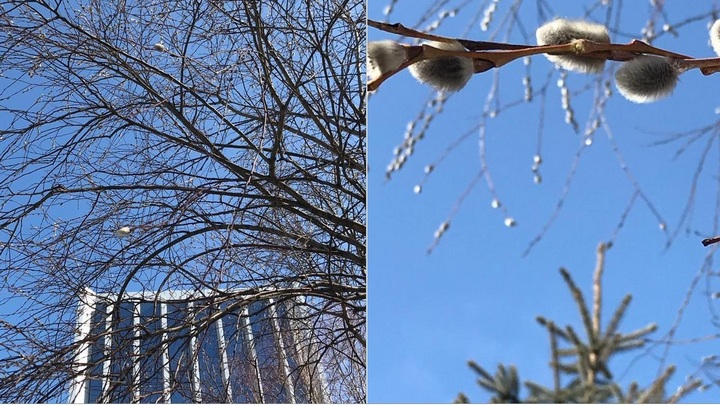 В Барнауле распустилась верба Фото №1
