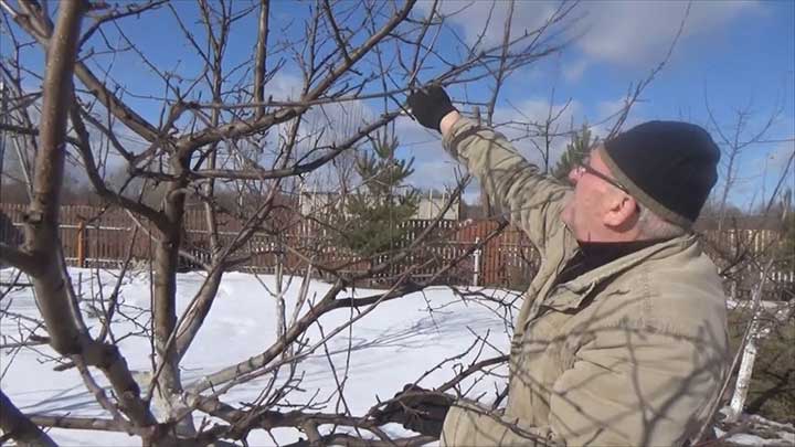 Как защитить плодовые деревья от вредителей Фото №1