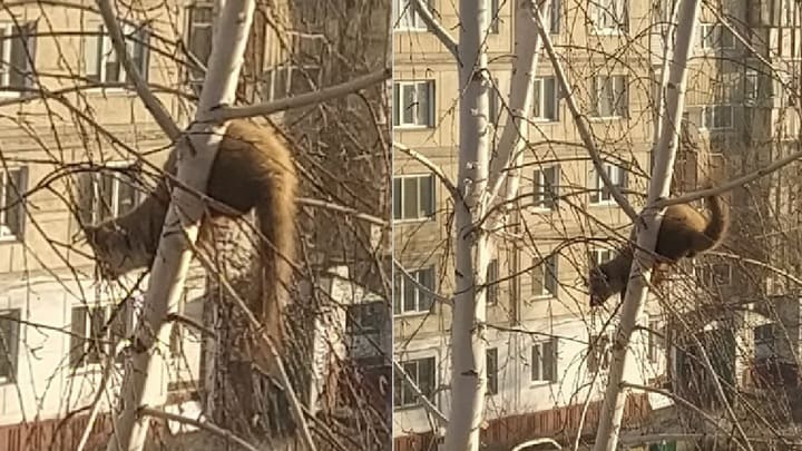 Весна. В Бийск «прилетели» хорьки Фото №1