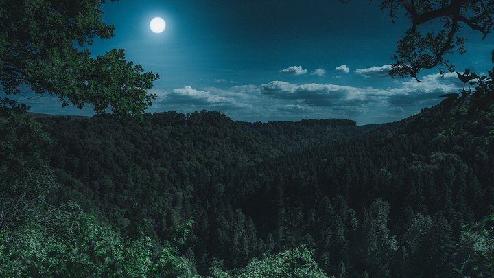 Пожароопасный сезон начался в Алтайском крае. Что нельзя делать в лесу Фото №1
