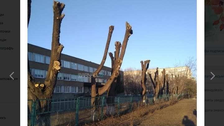 Барнаульцы возмутились обрезкой деревьев в соцсетях Фото №1