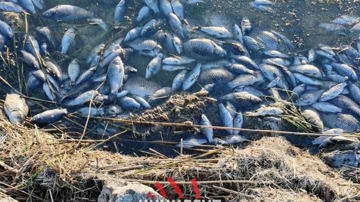 Минприроды выяснит, почему на алтайском озере массово гибнет рыба Фото №1