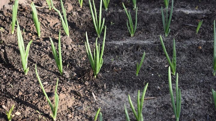 По каким приметам предсказывали 3 мая погоду на лето Фото №1