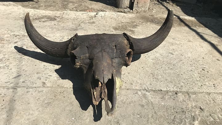 Бийчанин продает череп древнего бизона за 150 тыс. рублей Фото №1