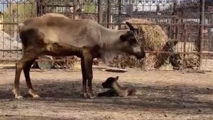 Северный олененок родился в зоопарке Барнаула Фото №1