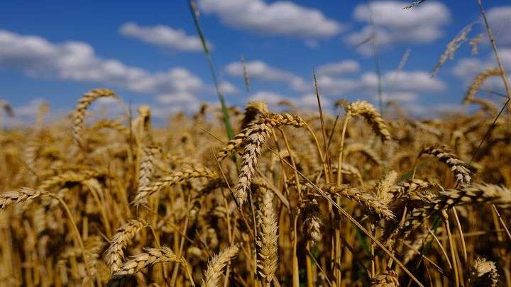 Экспорт продуктов из Алтайского края вырос на 42% Фото №1