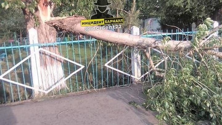 Ураган в Барнауле уронил дерево возле детского сада Фото №1