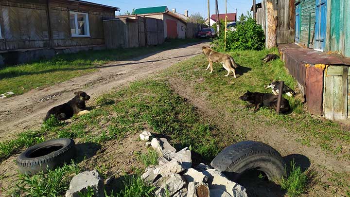 Прыгайте на забор. Барнаульцы жалуются на стаю бродячих собак в частном секторе Фото №1