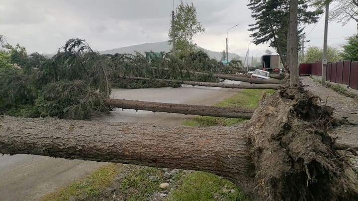Сразу семь громадных елей рухнули на дорогу в Горном Алтае Фото №1