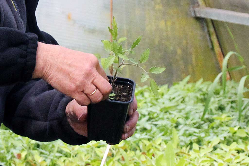 К цветоводу Ивану Симонову едут со всего Алтайского края Фото №2