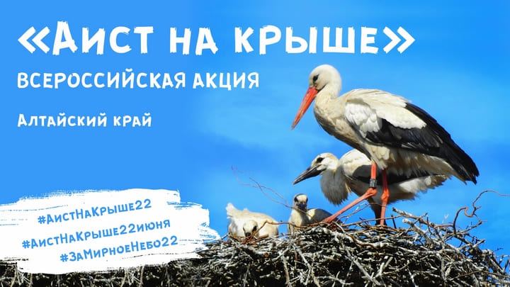 В День памяти и скорби в Барнауле исполнят песню «Аист на крыше» Фото №1