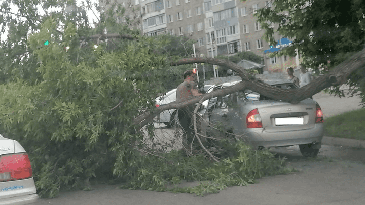 В Барнауле дерево упало на автомобиль после урагана Фото №1