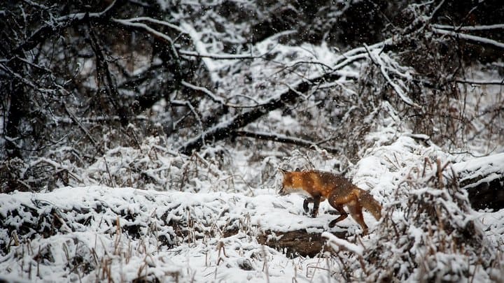 231 нарушение правил охоты зарегистрировано в Алтайском крае Фото №1