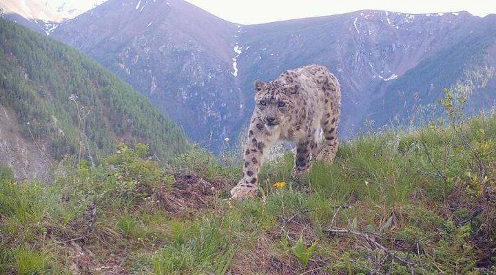 На Алтае обнаружили еще одно место, где обитают снежные барсы Фото №1