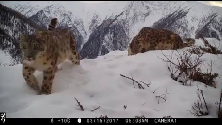 ВИДЕО: На Алтае фотоловушка успела заснять забавную игру снежных барсов Фото №1