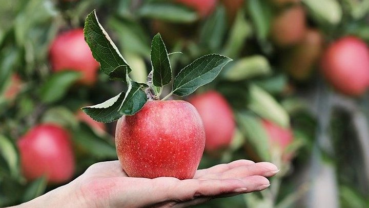 Какие мифы о яблоках развеяли эксперты Фото №1