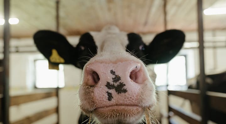 Названы алтайские хозяйства с самыми продуктивными коровами Фото №1