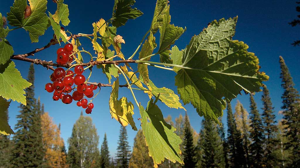 Теплее, но со снегом. Какая погода ожидает Алтайский край в сентябре Фото №1