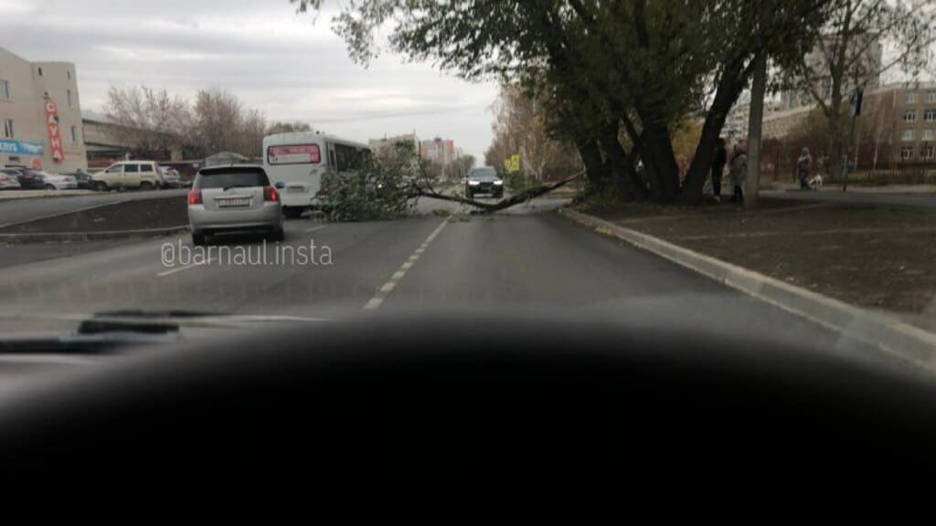 В Барнауле на Взлетной упало дерево Фото №1