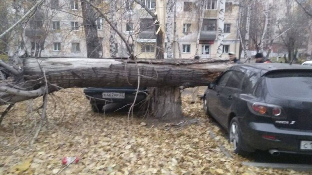В Барнауле дерево упало на автомобиль после урагана Фото №2